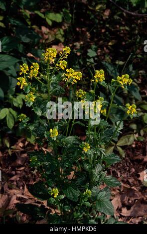 Feld, Wilder Senf, Ackersenf (Sinapis Arvensis oder Brassica Arvensis) oder Senf Brassicaceae. Stockfoto