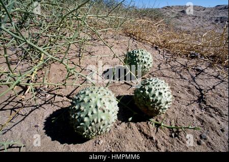 Nara-Melone (Acanthosicyos Horridus), Cucurbitaceae, Namibia. Stockfoto