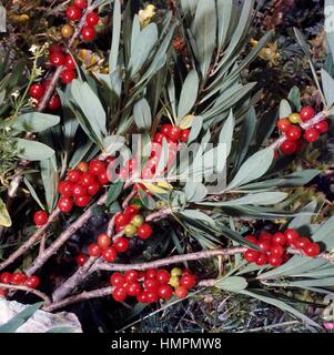 Seidelbast Früchte tragenden Zweige (Daphne Mezereum), Thymelaeaceae. Stockfoto