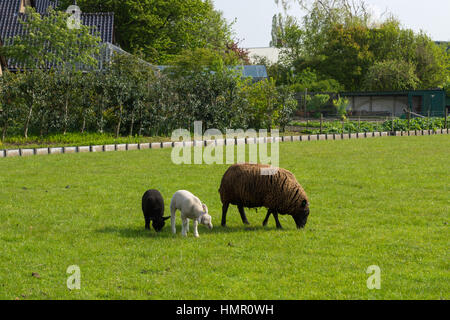 Mutter Schafe und Lämmer auf einer Schaffarm in der Nähe von Lisse in den Niederlanden Stockfoto