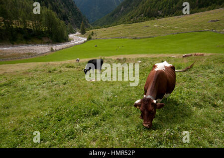 Kühe (Bos Taurus) Weiden im Val di Fosse (Pfossental), Val Senales (Schnalstal), Trentino Alto Adige, Italien Stockfoto