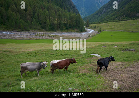 Kühe (Bos Taurus) im Val di Fosse (Pfossental), Val Senales (Schnalstal), Trentino Alto Adige, Italien Stockfoto