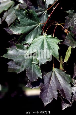 Curly Maple oder Spitz-Ahorn (Acer Platanoides), verlässt Aceraceae-Sapindaceae. Stockfoto