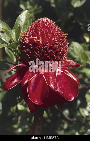 Botanik - Zingiberaceae. Fackel-Ingwer (Etlingera Elatior). Blume Stockfoto