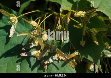 Curly Maple oder Spitz-Ahorn Blätter und Früchte (Acer Platanoides), Aceraceae-Sapindaceae. Stockfoto