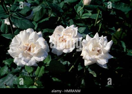 Rose (Rosa White Queen Elizabeth), Rosengewächse. Stockfoto