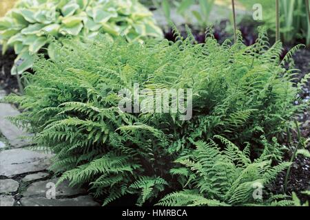 Botanik - Dryopteridaceae. Zwerg-Ladyfern (entstanden Filix-Femina 'Minutissimum') Stockfoto