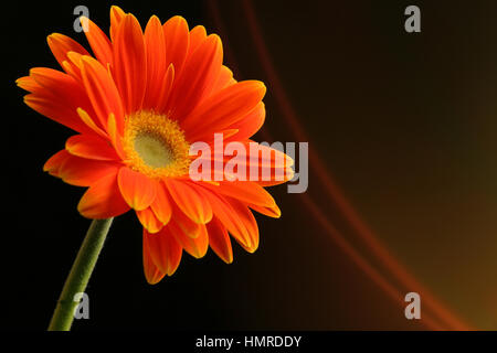 Orange Daisy Blume auf abstrakten Hintergrund Stockfoto