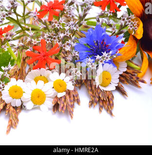 Schöne Wildblumen, Kamillen, Chrysanthemen, Kornblume, isoliert auf weiss Stockfoto