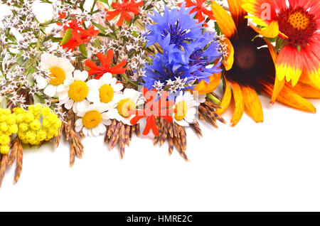 Schöne Wildblumen, Kamillen, Chrysanthemen, Kornblume, isoliert auf weiss Stockfoto