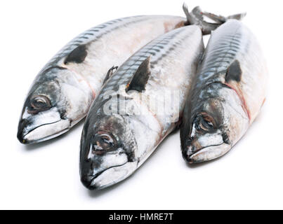 Frische Makrelen Fische isoliert auf weiss Stockfoto