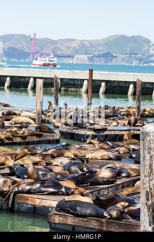 Seehunde und Seelöwen in Sonne in San Francisco Stockfoto