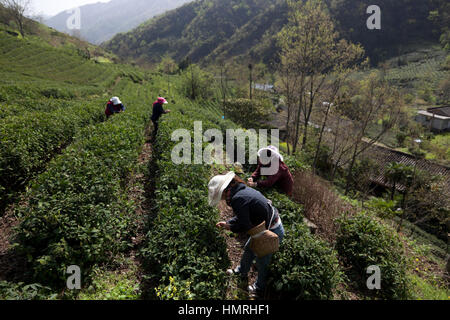 Frauen holen die ersten zarten Tee Knospen während der ersten Teeernte des Jahres, die stattfindet, während Qingming Festival in den Min-Bergen von noch Stockfoto