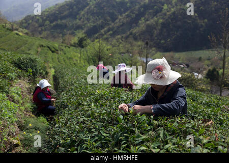 Frauen holen die ersten zarten Tee Knospen während der ersten Teeernte des Jahres, die stattfindet, während Qingming Festival in den Min-Bergen von noch Stockfoto