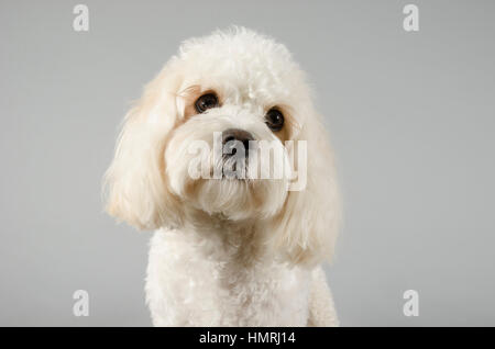 Cavachon (Cavalier King Charles Spaniel und Bichon Frise Cross), Großbritannien. Stockfoto