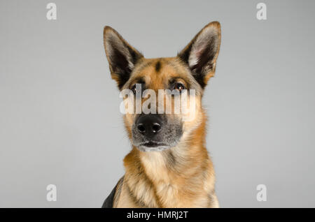 Deutscher Schäferhund (männlich) vor einem grauen Hintergrund fotografiert, Großbritannien. Stockfoto