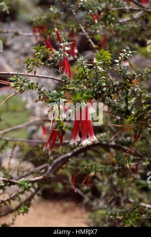 Bush Fuchsia oder Fuchsia Heath (Epacris Longifolia), Ericaceae. Stockfoto