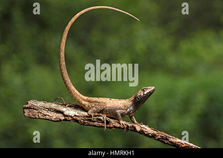 Weibliche Puyango Whorltail-Leguan (Stenocercus Puyango), Jorupe biologischen Reservat, westlichen Anden Ausläufern, Ecuador Stockfoto