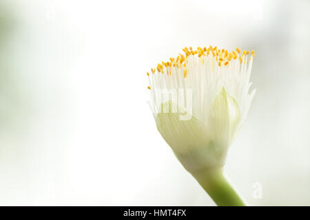 Haemanthus albiflos Stockfoto