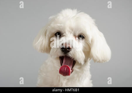 Maltese Puppy, 10 Monate alt, UK. Stockfoto
