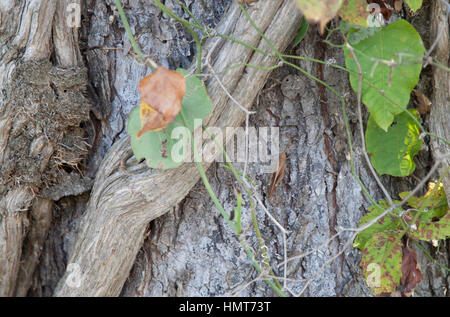 Kleine braune Kricket auf einem großen Baum versteckt Stockfoto