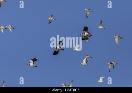 Herde der Goldregenpfeifer Pluvialis Apricaria mit Kiebitze Vanellus Vanellus im Flug im Hochwinter, Bridgwater Bay, Somerset. Stockfoto