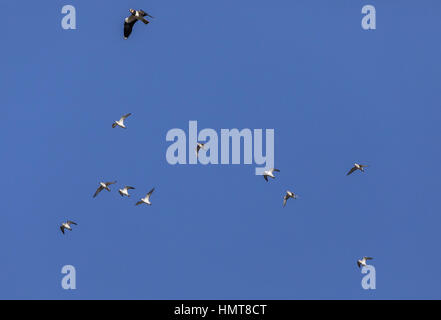 Herde der Goldregenpfeifer Pluvialis Apricaria mit Kiebitz, Vanellus Vanellus im Flug im Hochwinter, Bridgwater Bay, Somerset. Stockfoto