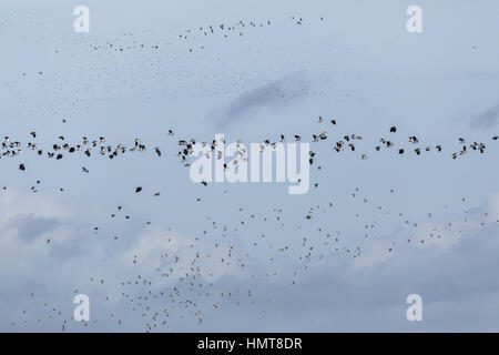 Schwarm Kiebitze Vanellus Vanellus mit Goldregenpfeifer Pluvialis Apricaria, während des Fluges im Hochwinter, Bridgwater Bay, Somerset. Stockfoto