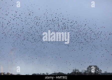 Stare Sturnus Vulgaris in riesigen Herden zum Schlafplatz, abends an Schinken Wand, Somerset Levels hereinkommen. Stockfoto