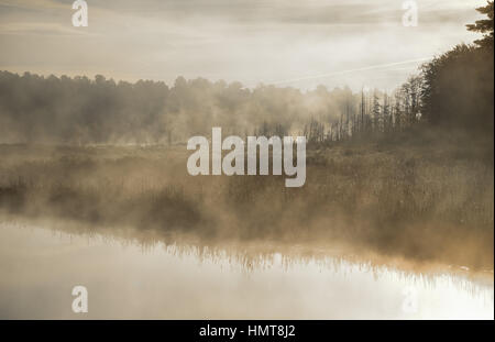 Nebel steigt aus einem Sumpf an einem See.  Kondensstreifen in blassen Sommerhimmel.  Sonnenaufgang über dem schmalen Durchgang eines Sees.   Eine Reihe von überschwemmt, sterben Fichten im Nebel Stockfoto