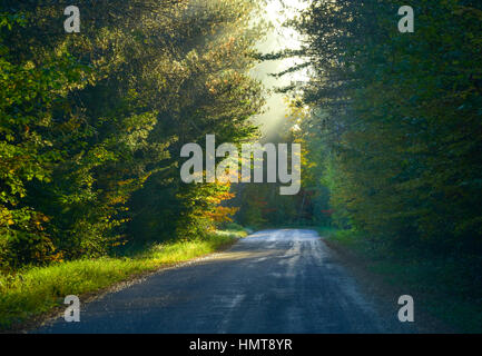 Helle Sonne scheint sanft auf einen Wald über schattige bewaldeten Straße.   Einzelne Punkt-Perspektive auf Bäumen gesäumten engen Straße inmitten von einem Mischwald. Stockfoto