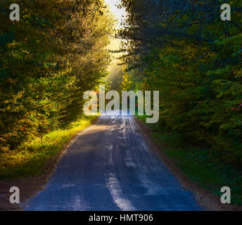 Helle Sonne scheint sanft auf einen Wald über schattige bewaldeten Straße.   Einzelne Punkt-Perspektive auf Bäumen gesäumten engen Straße inmitten von einem Mischwald. Stockfoto