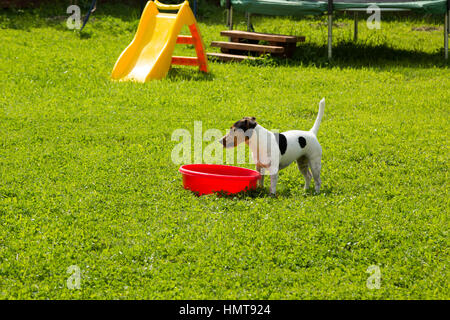 Jack Russell Terrier trinkt Wasser aus einem roten Becken Stockfoto