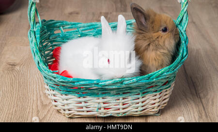 Nahaufnahme von zwei niedlichen Kaninchen in einem weißen Korb Stockfoto