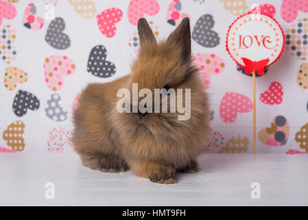 Ein Kaninchen auf dem Hintergrund der Herzen Stockfoto