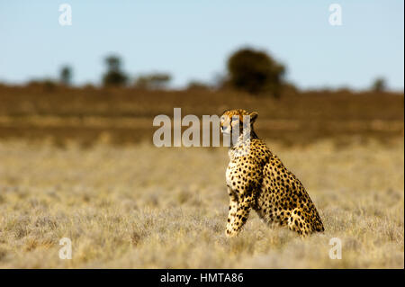 Gepard das schnellste Landtier Kgalagadi Transfontier Park, Südafrika Stockfoto