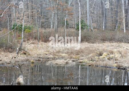 Bewaldeten Wald rund um einen schönen See in Patuxent Forschung Hütte Stockfoto