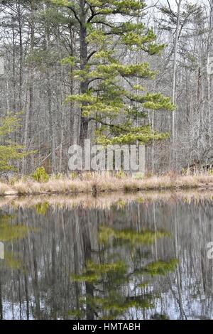 Bewaldeten Wald rund um einen schönen See in Patuxent Forschung Hütte Stockfoto