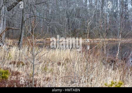 Bewaldeten Wald rund um einen schönen See in Patuxent Forschung Hütte Stockfoto