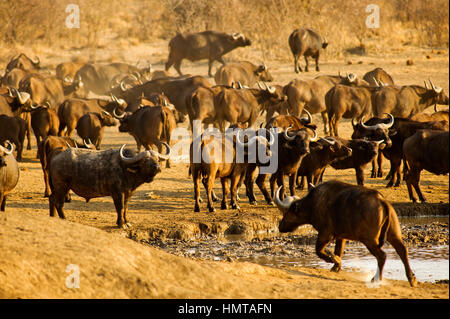 Herde Büffel auf einem Damm, Madikwe Game Reserve, Südafrika Stockfoto