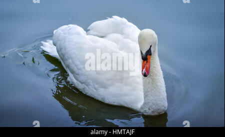 Porträt, Nahaufnahme von anmutigen weißen Höckerschwan (Cygnus Olor) Morgen als er über in einem nahe gelegenen Wald Teich schwimmt. Stockfoto