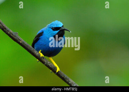 Ein männlicher leuchtender Honeycreeper im Costa Rica Regenwald Stockfoto