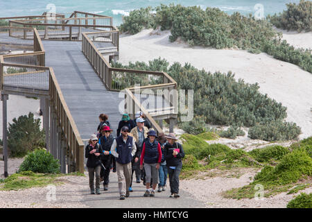 Tourguide führt die Besucher zu sehen, die Dichtungen an Seal Bay auf Kangaroo Island, South Australia Stockfoto