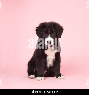 Süße Border Collie Welpen auf rosa Hintergrund Stockfoto