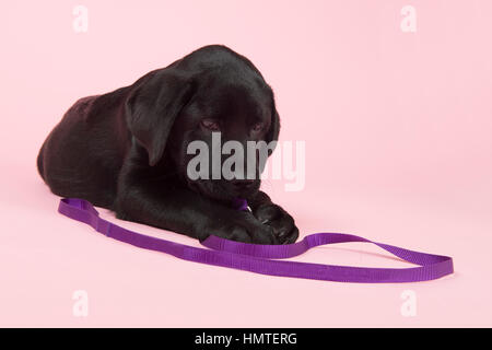 Niedlichen Chocolate Labrador Welpen mit Leine auf rosa Hintergrund Stockfoto