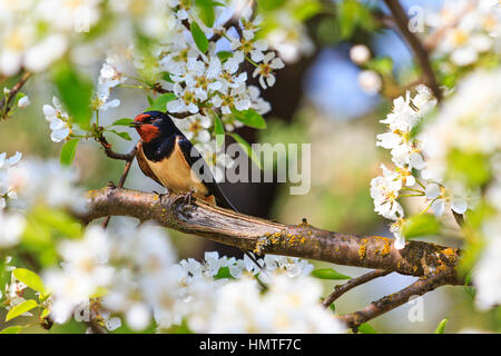 zuerst schlucken Sie sitzen auf Zweig, Frühaufsteher, Frühling, erste Blüten, Apfelblüte, Kirschblüte, Frühlingsstimmung Stockfoto