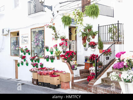 Frigiliana, Provinz Malaga, Andalusien, Südspanien. Blumengeschäft, Verkauf von Weihnachten Weihnachtsstern Pflanzen. Stockfoto