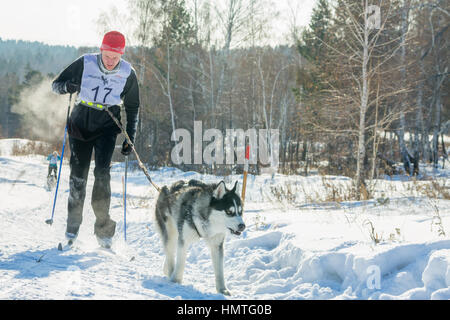 Irkutsk, Russland - 28. Januar 2017: Renn-Wettbewerb für Hundeschlitten und Skijöring Angara 2017 Perlen. Stockfoto