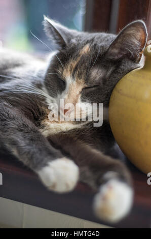 Katze auf der Fensterbank an einem faulen Sonntag Nachmittag ein Nickerchen Stockfoto