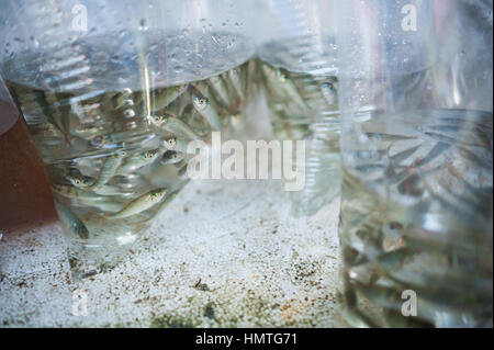 Fisch in Plastiktüten, Chatuchak-Markt, Bangkok Stockfoto